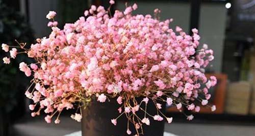满天星的花语代表什么？满天星的含义有哪些常见疑问解答？