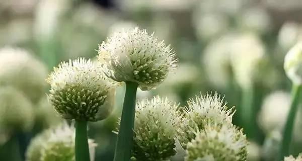大葱开花后是否还能食用？食用后有哪些影响？