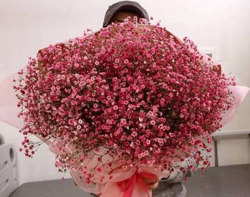 满天星的花语是什么颜色？它的寓意有哪些常见问题？