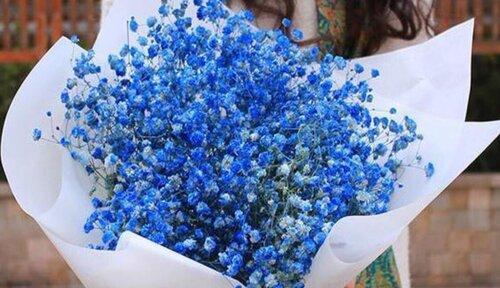 满天星的花语是什么颜色？它的寓意有哪些常见问题？