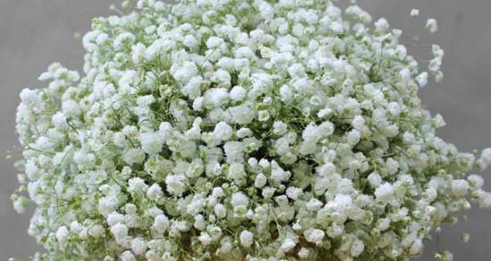 满天星代表什么浪漫花语？如何用满天星表达爱意？