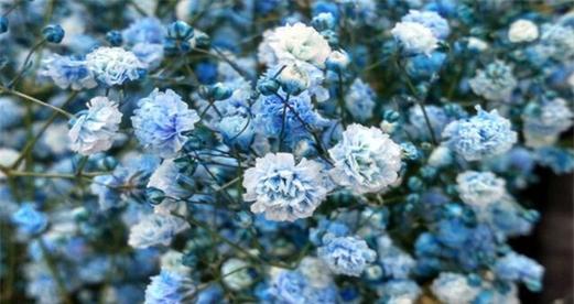 满天星代表什么浪漫花语？如何用满天星表达爱意？