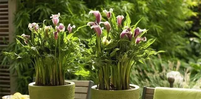 大葱种植时温度管理要点？怕冷还是怕热？