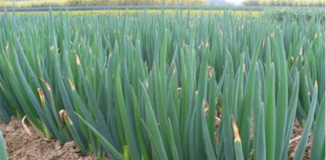 大葱什么季节种植最合适？春季还是秋季？