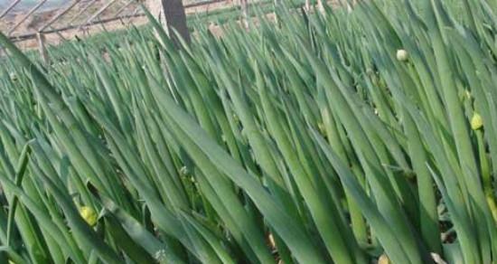 大葱什么季节种植最合适？春季还是秋季？