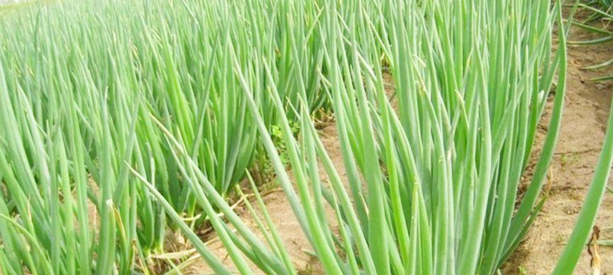 大葱什么季节种植最合适？春季还是秋季？