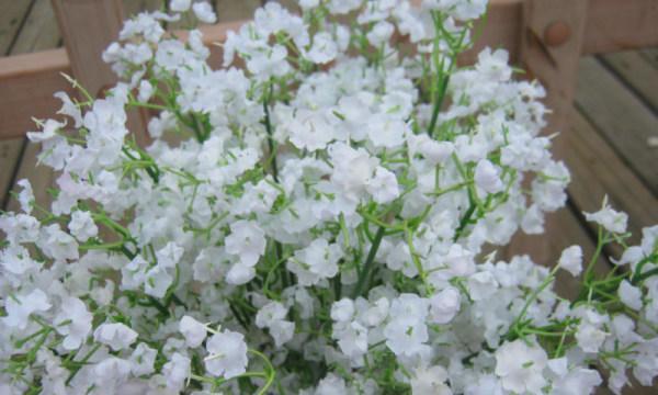 满天星花语大全寓意是什么？如何正确解读满天星的花语含义？