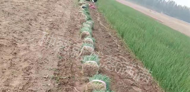 大葱移栽的最佳时间和方法是什么？