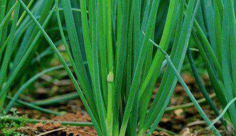 大葱施肥的最佳选择是什么？如何正确施肥以提高产量？