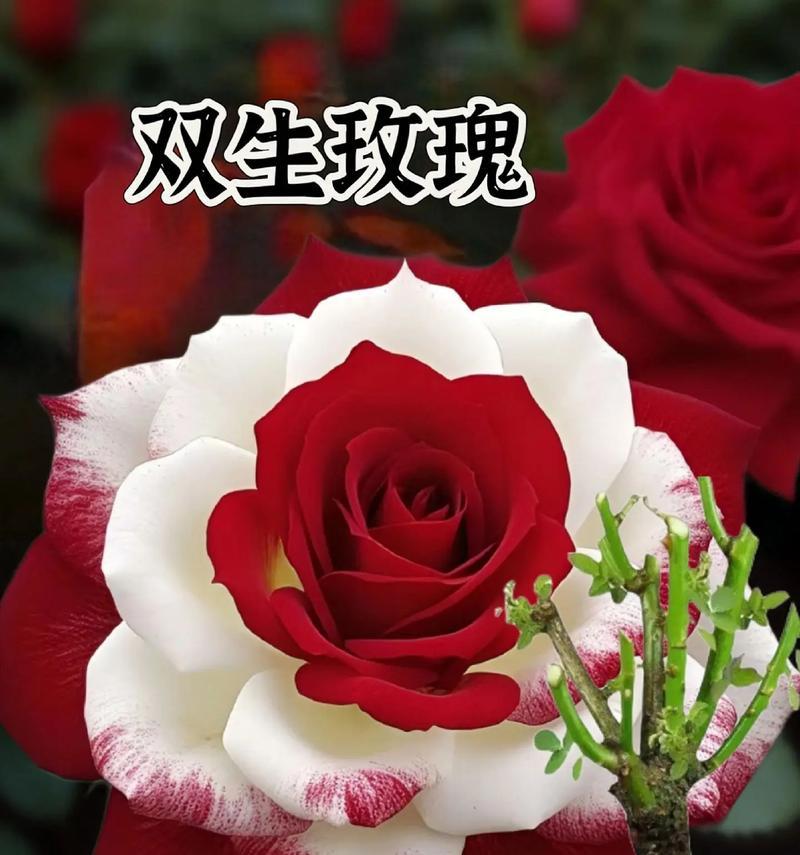 白玫瑰和玫瑰的花语含义有何不同？