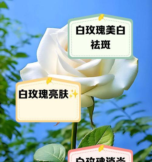 白玫瑰和玫瑰的花语含义有何不同？