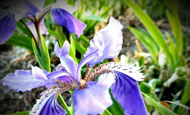 2187朵玫瑰花代表什么？送2187朵玫瑰花的含义是什么？