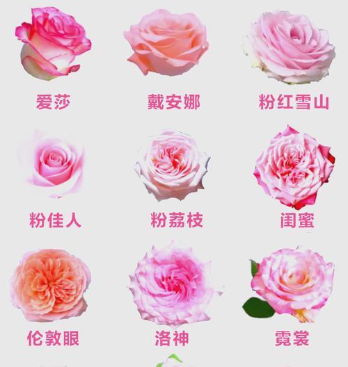 229朵玫瑰花代表的特殊含义是什么？