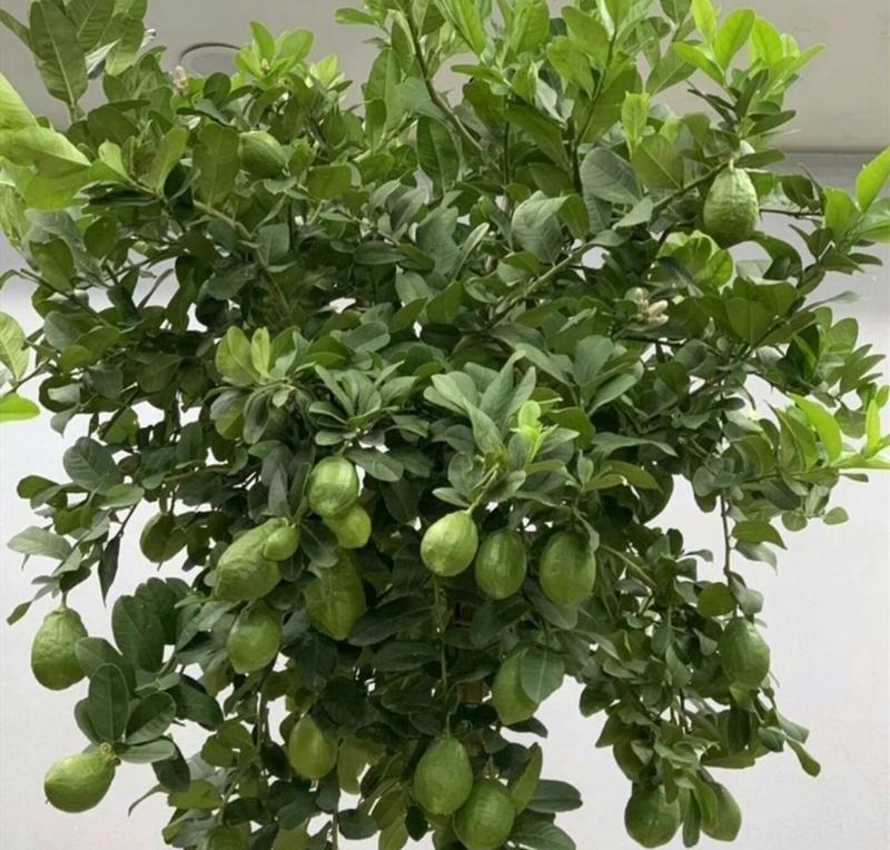 柠檬树盆栽多久结果？如何养护以促进结果？