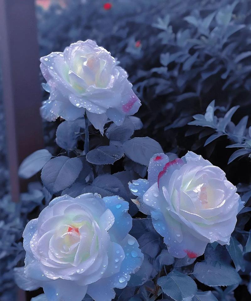 28朵玫瑰花的花语是什么？
