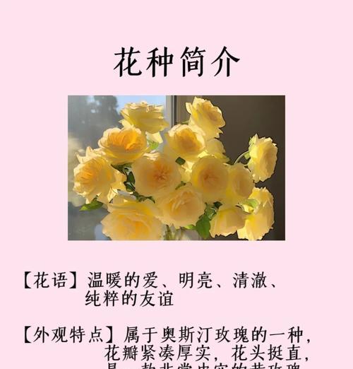 19朵玫瑰加两朵百合的含义是什么？英语怎么读？