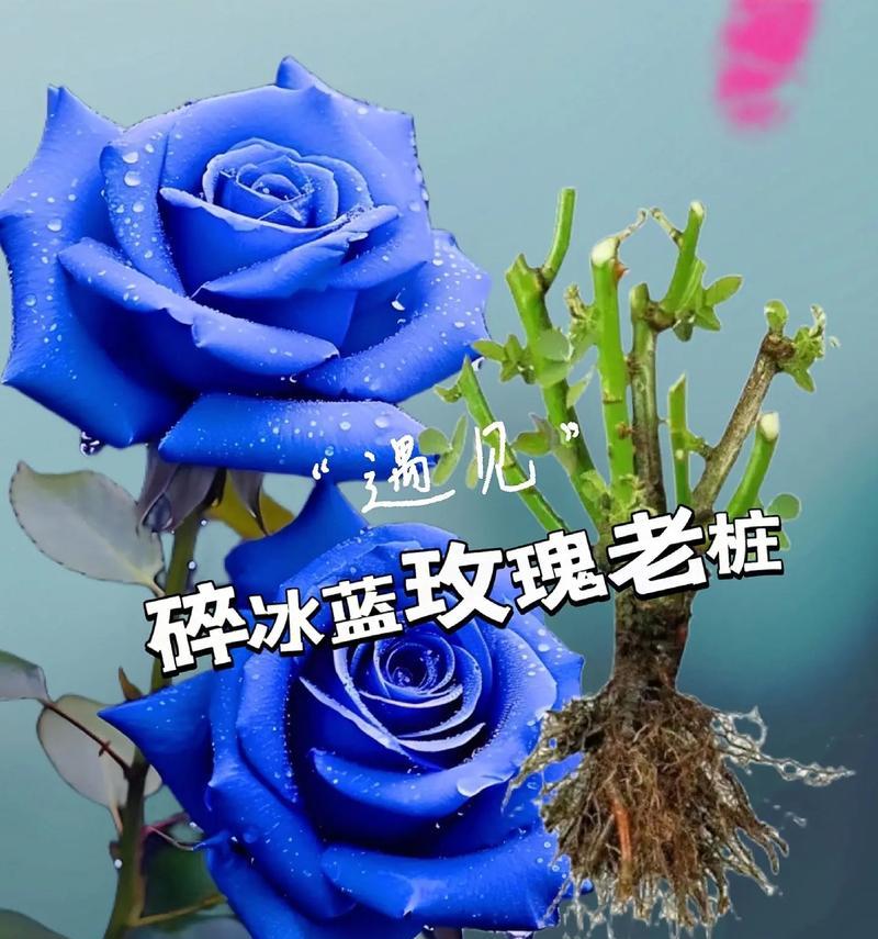 碎冰蓝玫瑰代表什么？情人节送女朋友合适吗？
