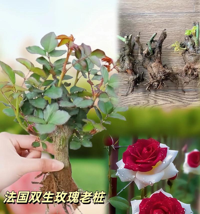 两支红玫瑰的含义是什么？红玫瑰图片象征着什么？