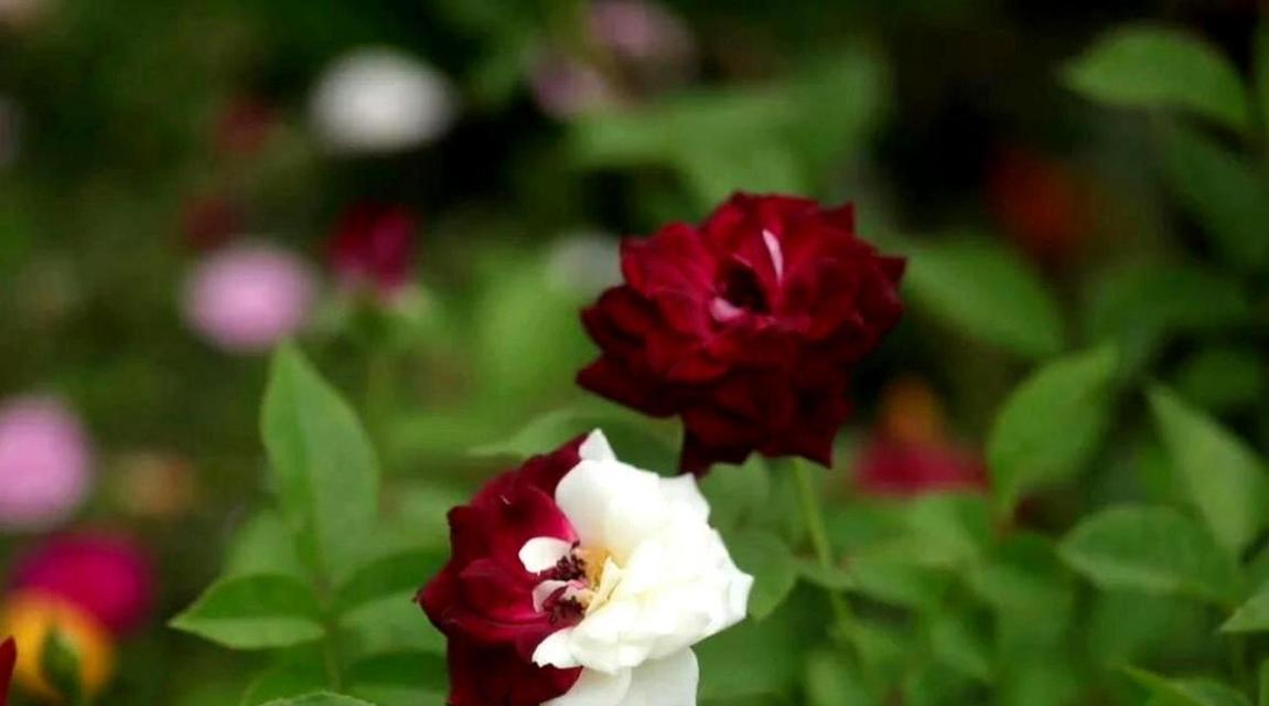 741朵玫瑰花代表什么意思？图片能提供哪些解释？