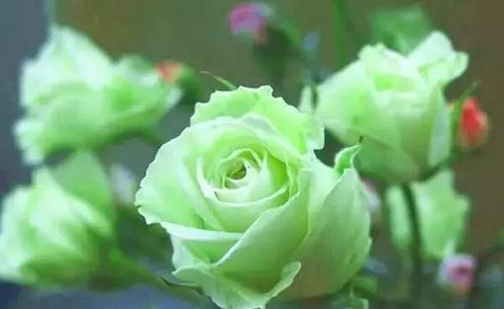 108朵玫瑰花代表什么图片？图片能展示哪些含义？