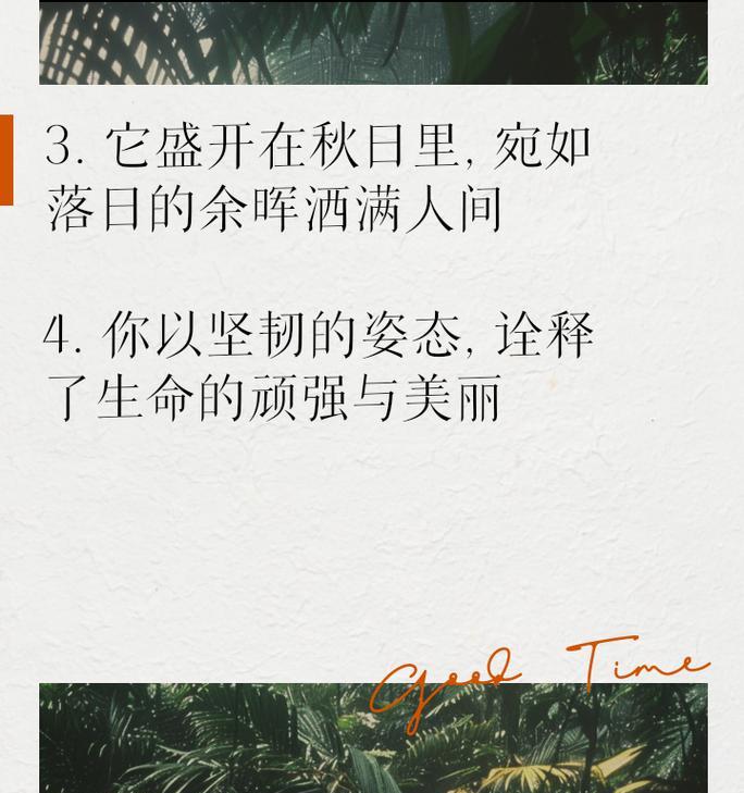 优美菊花句子开头结尾有哪些？