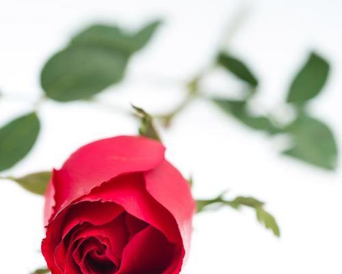 女朋友第一次生日，送哪种玫瑰最合适？