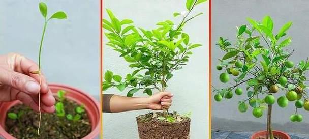 盆栽柠檬结果多久成熟期啊呢