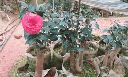 茶花嫁接月季花的养护方法图解