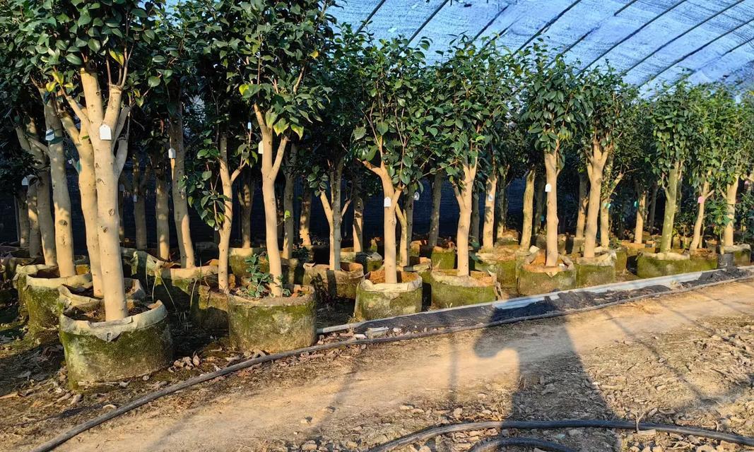 茶花嫁接月季花的养护方法图解