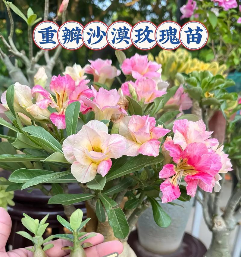 小燕子沙漠玫瑰长得慢是什么原因