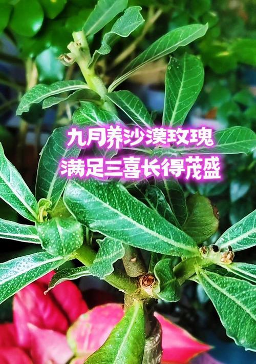 小燕子沙漠玫瑰长得慢是什么原因