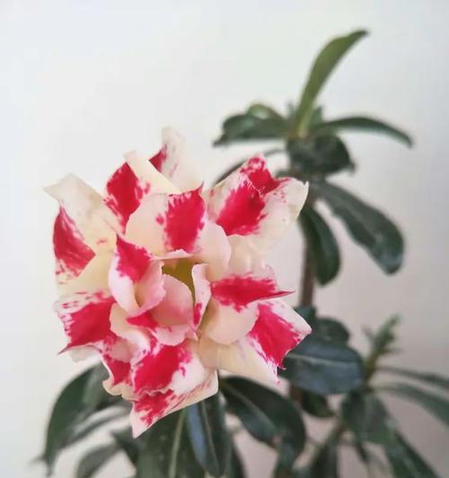 正宗沙漠玫瑰小燕子