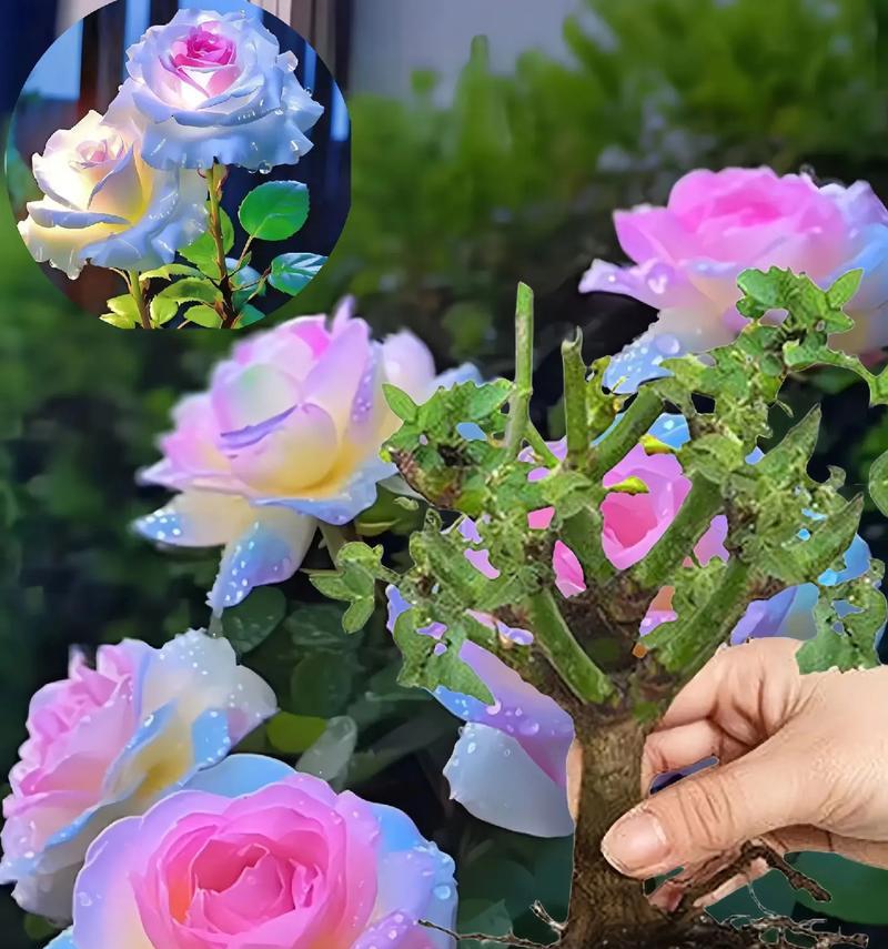 网上买的玫瑰花桩可以开花吗怎么养啊
