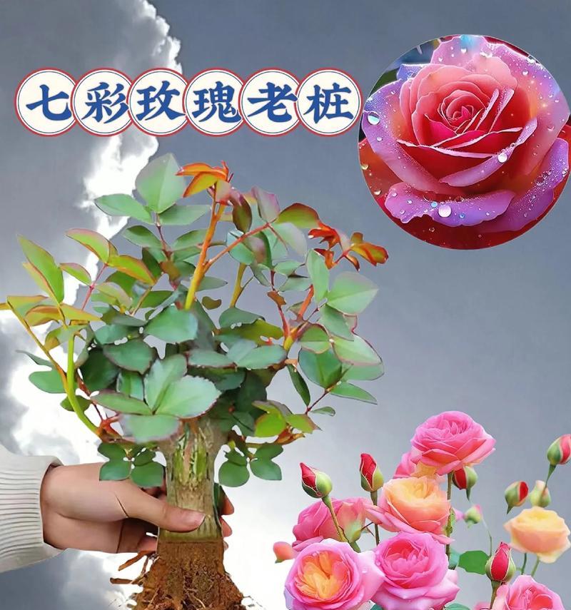 网上买的玫瑰花桩可以开花吗怎么养啊