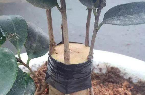 茶花能嫁接在月季花上吗视频播放在线看
