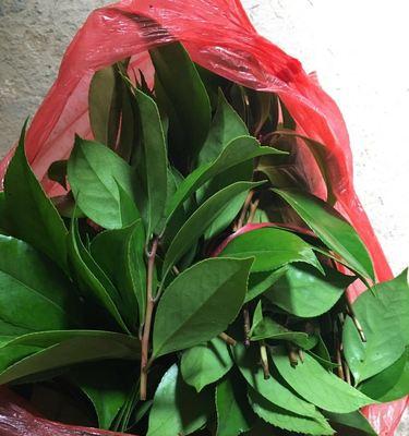 茶花能嫁接在月季花上吗视频播放在线看