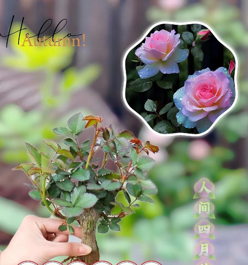 买了玫瑰老桩多久可以开花
