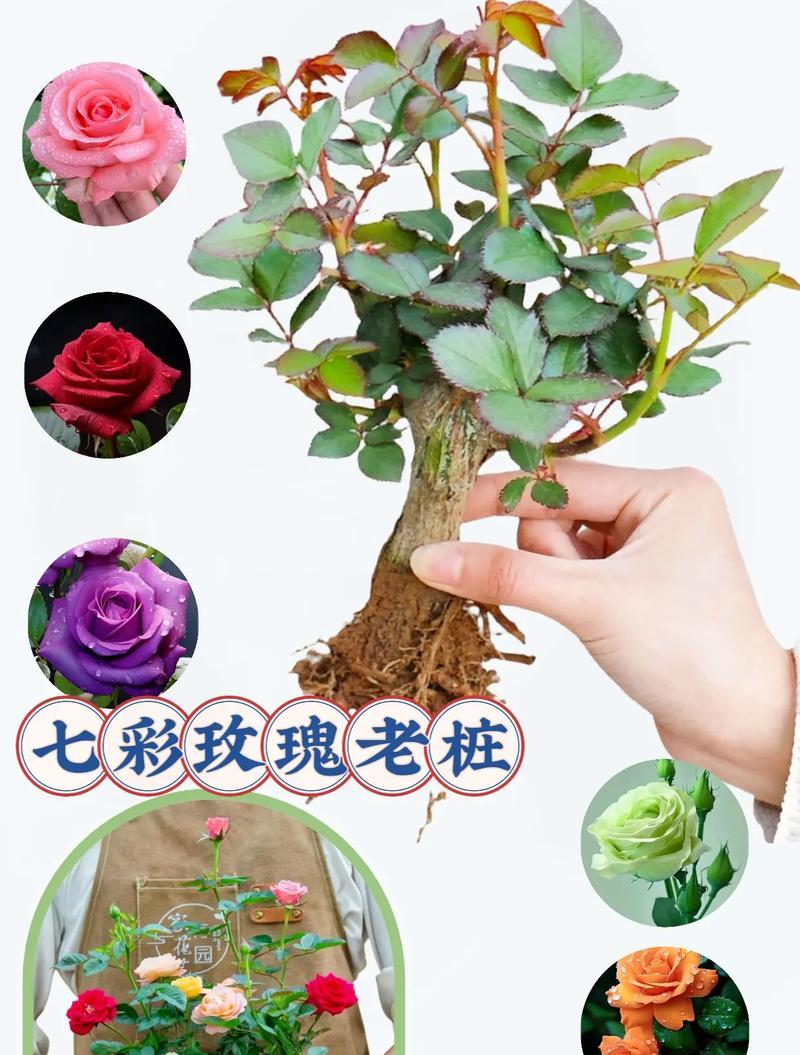 买了玫瑰老桩多久可以开花