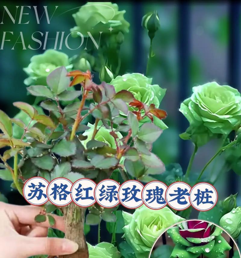 买了玫瑰老桩多久可以开花