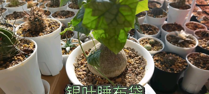植物睡觉的原理是什么？哪些植物有这种现象？