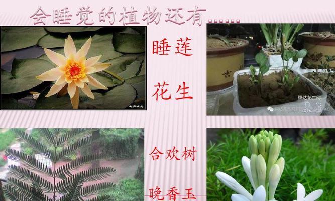 植物睡觉的原理是什么？哪些植物有这种现象？