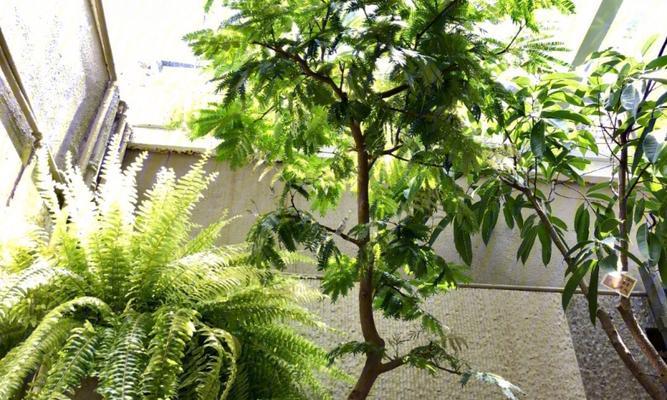 植物睡觉的原理是什么？哪些植物有这种现象？
