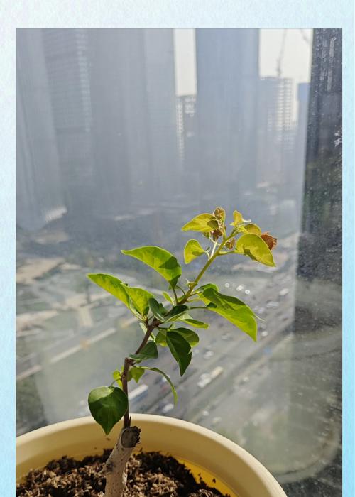 高温多雨环境下哪些植物能茁壮成长？