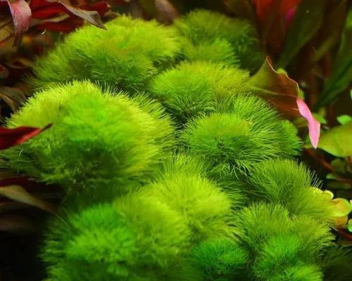 鱼缸适合养殖哪些植物？