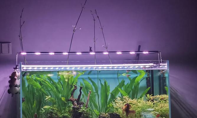 鱼缸适合养殖哪些植物？