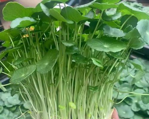 鱼缸适合养殖哪些植物？