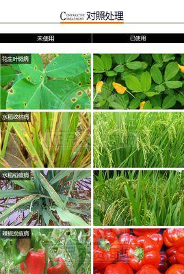 猪苓种植过程中必须使用哪些农药？如何正确使用这些农药？