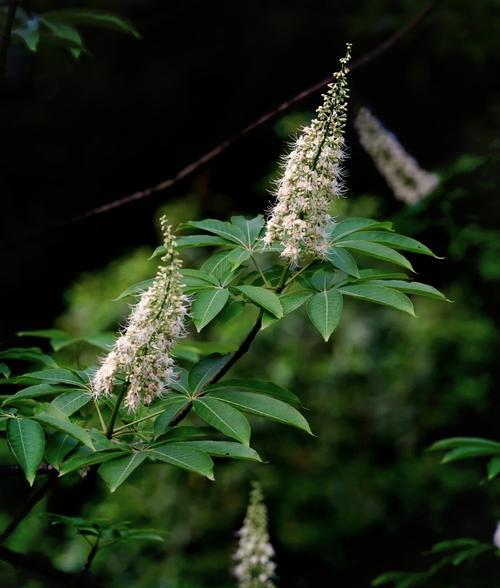 七片叶子的植物有哪些种类？有何寓意？