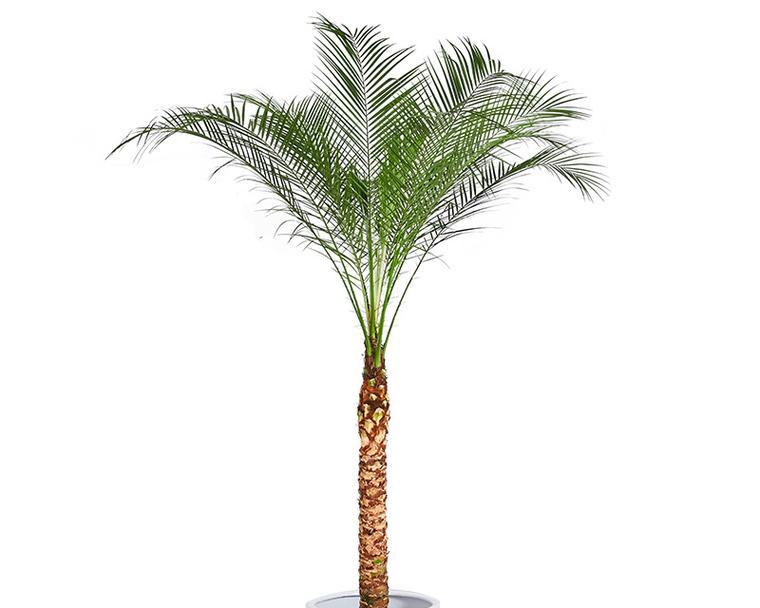 绿化植物葵有哪些品种？它们的养护方法是什么？