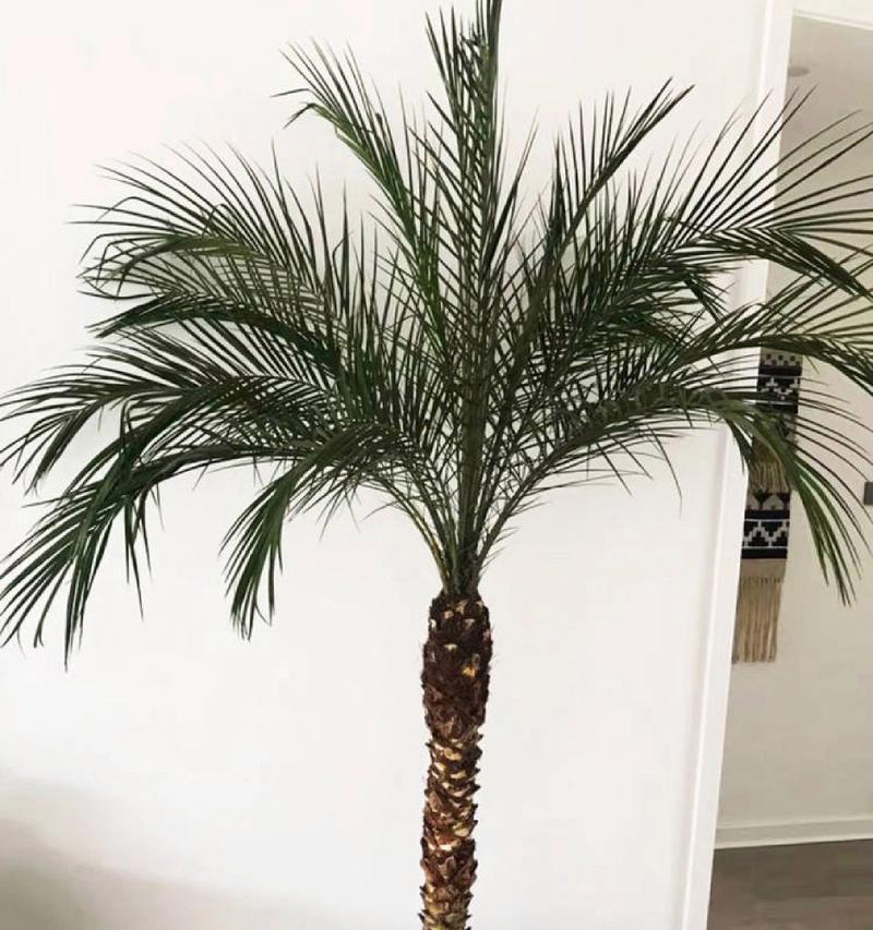绿化植物葵有哪些品种？它们的养护方法是什么？